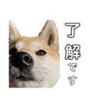 柴犬ももpart4（個別スタンプ：6）