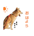 柴犬ももpart4（個別スタンプ：7）