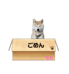 柴犬ももpart4（個別スタンプ：8）