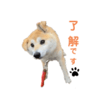 柴犬ももpart4（個別スタンプ：10）