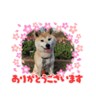 柴犬ももpart4（個別スタンプ：11）