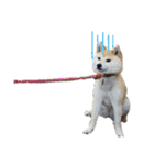 柴犬ももpart4（個別スタンプ：13）