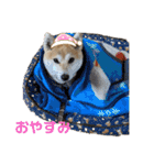 柴犬ももpart4（個別スタンプ：14）