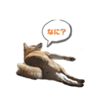 柴犬ももpart4（個別スタンプ：16）
