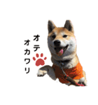 柴犬ももpart4（個別スタンプ：17）
