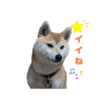 柴犬ももpart4（個別スタンプ：18）