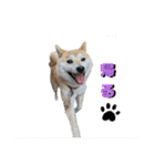 柴犬ももpart4（個別スタンプ：19）