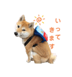 柴犬ももpart4（個別スタンプ：20）
