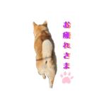 柴犬ももpart4（個別スタンプ：22）
