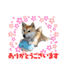 柴犬ももpart4（個別スタンプ：23）