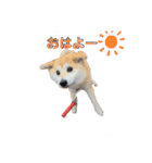 柴犬ももpart4（個別スタンプ：24）