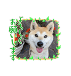 柴犬ももpart4（個別スタンプ：25）