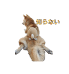 柴犬ももpart4（個別スタンプ：26）