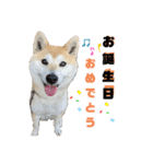 柴犬ももpart4（個別スタンプ：27）