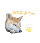 柴犬ももpart4（個別スタンプ：28）