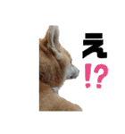 柴犬ももpart4（個別スタンプ：29）