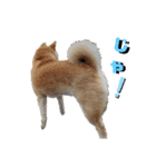柴犬ももpart4（個別スタンプ：30）