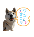 柴犬ももpart4（個別スタンプ：31）