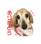 れおんちゃんスタンプ①（個別スタンプ：2）