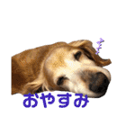 れおんちゃんスタンプ①（個別スタンプ：4）