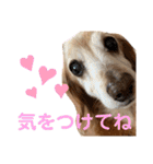 れおんちゃんスタンプ①（個別スタンプ：6）