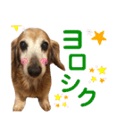 れおんちゃんスタンプ①（個別スタンプ：12）