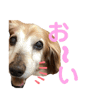 れおんちゃんスタンプ①（個別スタンプ：16）