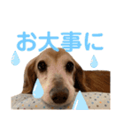 れおんちゃんスタンプ①（個別スタンプ：21）