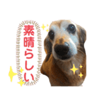れおんちゃんスタンプ①（個別スタンプ：25）