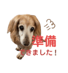 れおんちゃんスタンプ①（個別スタンプ：27）