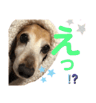 れおんちゃんスタンプ①（個別スタンプ：30）