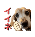 れおんちゃんスタンプ①（個別スタンプ：33）