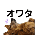 れおんちゃんスタンプ①（個別スタンプ：34）