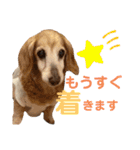 れおんちゃんスタンプ①（個別スタンプ：35）