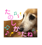 れおんちゃんスタンプ①（個別スタンプ：36）