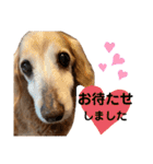 れおんちゃんスタンプ①（個別スタンプ：39）