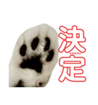 ぺぺさんの承諾（個別スタンプ：1）