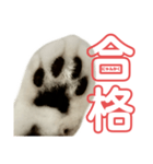 ぺぺさんの承諾（個別スタンプ：3）