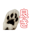 ぺぺさんの承諾（個別スタンプ：4）