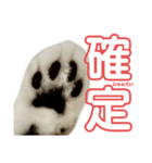 ぺぺさんの承諾（個別スタンプ：5）