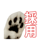ぺぺさんの承諾（個別スタンプ：6）