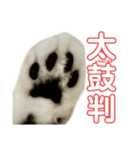 ぺぺさんの承諾（個別スタンプ：7）