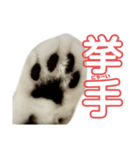 ぺぺさんの承諾（個別スタンプ：10）