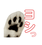 ぺぺさんの承諾（個別スタンプ：11）