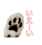 ぺぺさんの承諾（個別スタンプ：12）