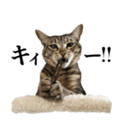 猫のぎんこ 写真スタンプ2（個別スタンプ：6）