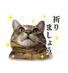 猫のぎんこ 写真スタンプ2（個別スタンプ：9）