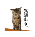 猫のぎんこ 写真スタンプ2（個別スタンプ：19）