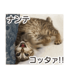 猫のぎんこ 写真スタンプ2（個別スタンプ：20）