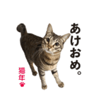 猫のぎんこ 写真スタンプ2（個別スタンプ：24）